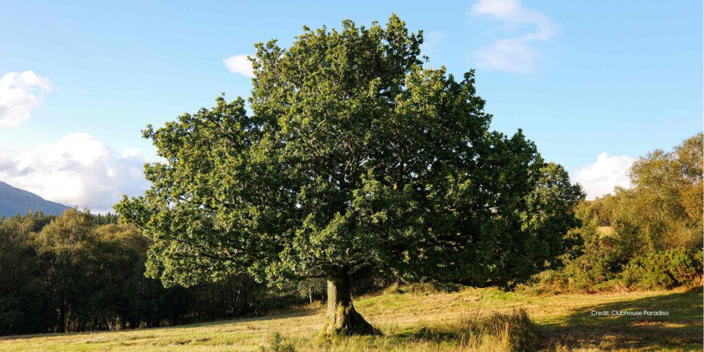A beautiful large oak tree sits in the sun on a Scottish hill.