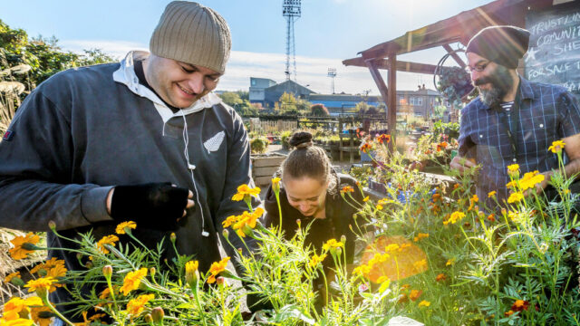 Two men and one woman are gardening in a community garden in the sunshine.