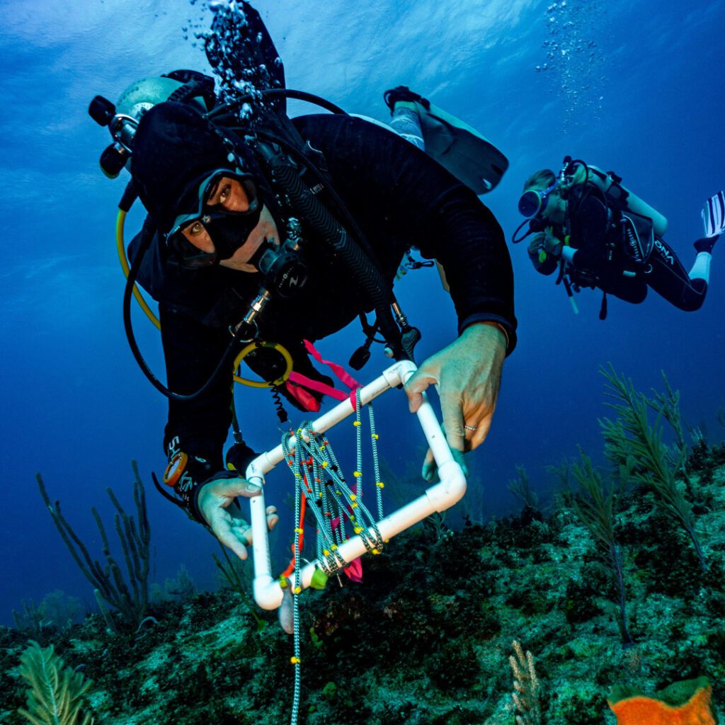 A diver builds a 'Turtle Reef' using 79x 3m reef balls - an artifical cage/with string.