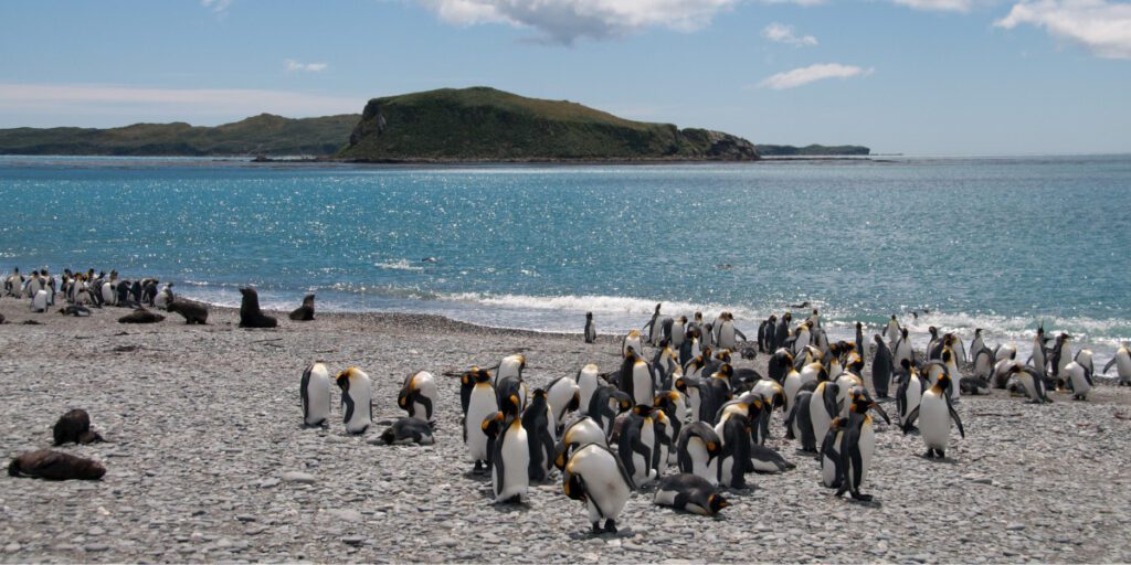 A colony of penguins on a shoreline on Salisbury Plain in South Georgia island.