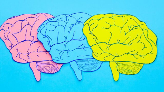 A pencil illustration of three brains in pink, blue and yellow on a blue background