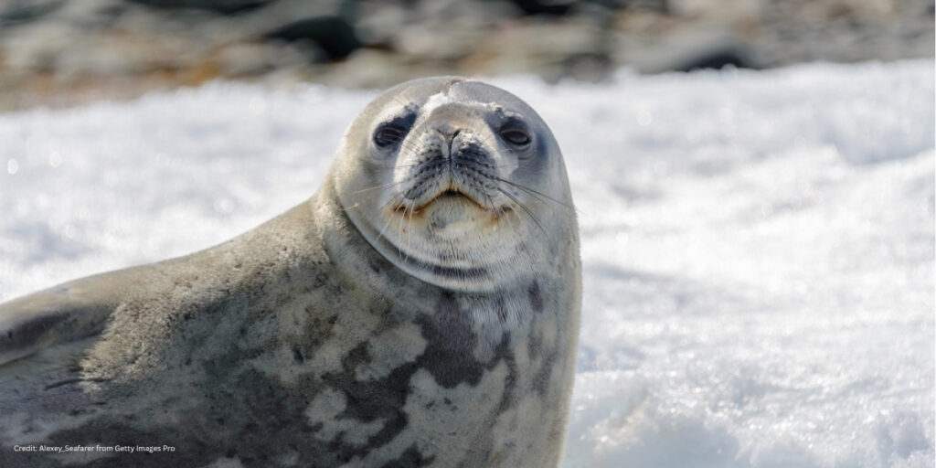 A grey seal poses to the camera on snow