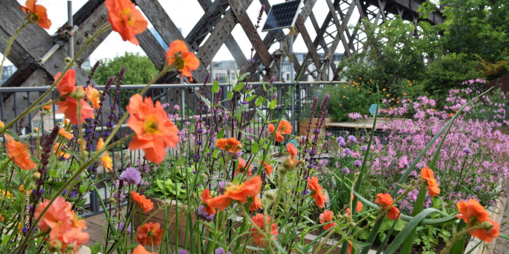 A close up of orange and purple flowers in a flowerbed that has been planted within a viaduct.