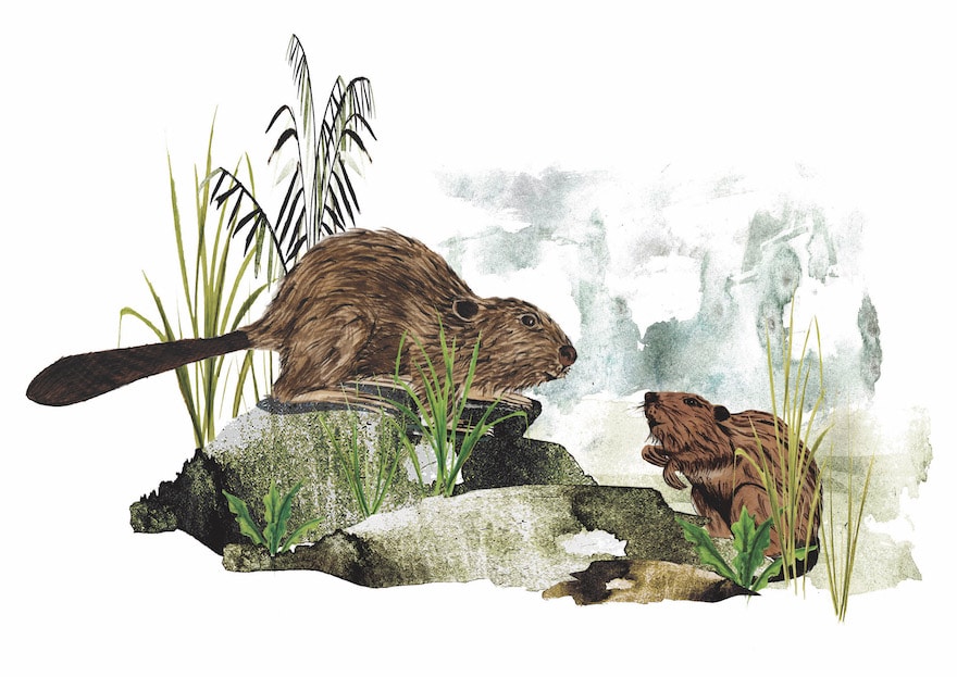 Reintroduction of Beavers to Scotland