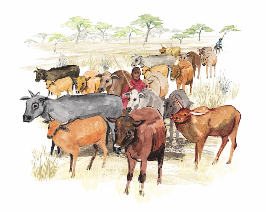 Holistic land and livestock-Zimbabwe