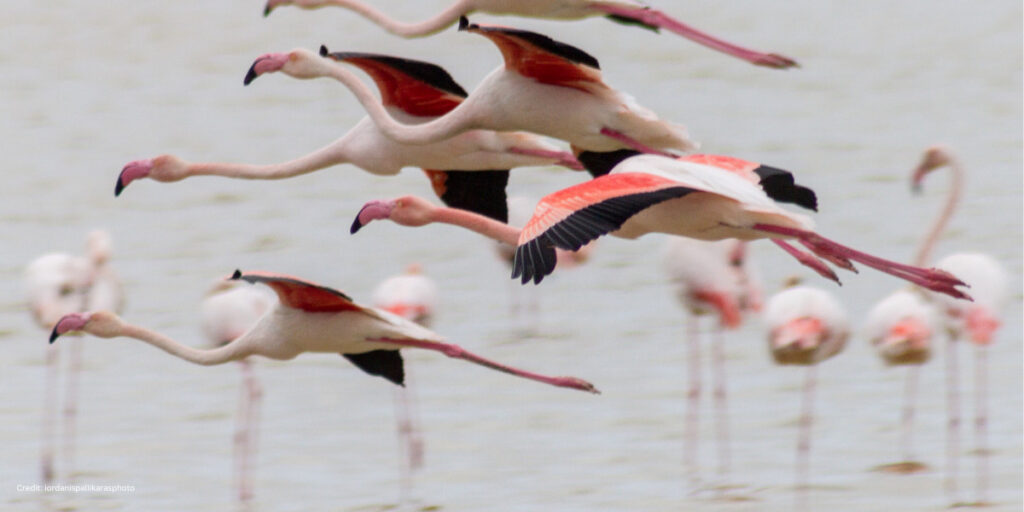 A flock of flamingos, pink birds with long necks and long legs, fly across a lake