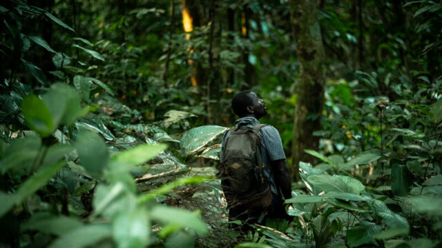 Babi, a black man with a green rucksack and t-shirt, is walking and looking around in a tropical forest in the DRC.