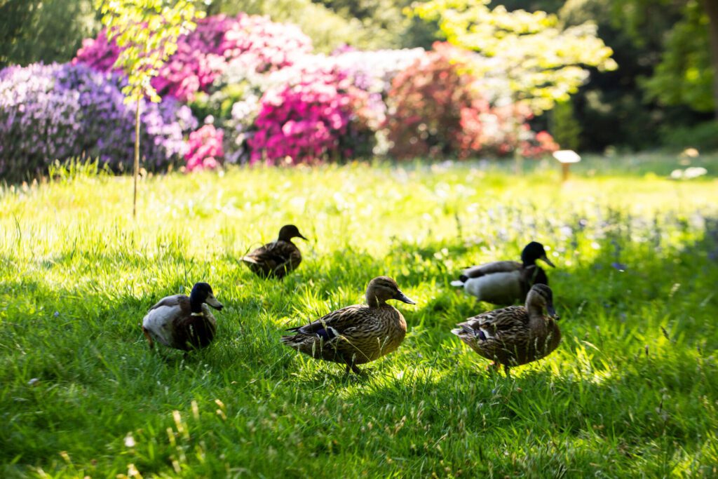 Five mallard ducks are walking across a grass lawn in the sunshine