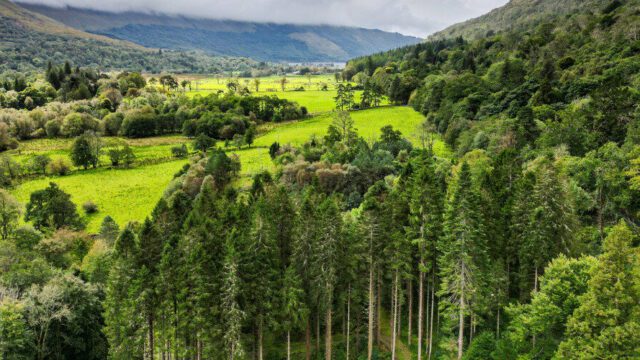 A wide landscape view of a bright green forest with evergreen trees and green fields.