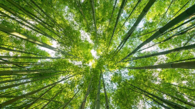 A view up of a bright green bamboo forest.