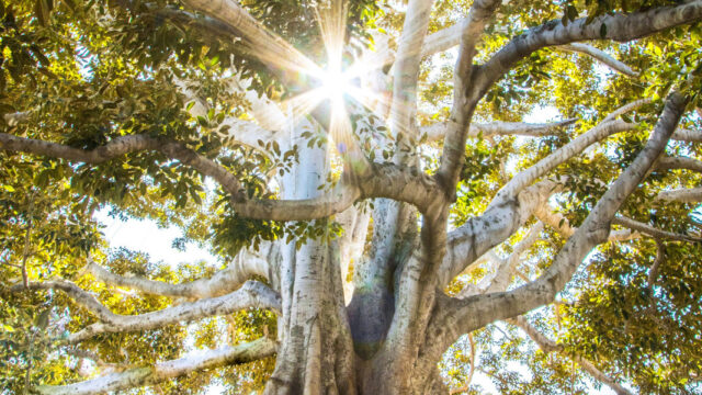 Sunshine shines through a tree with white bark, green round leaves and large, winding branches