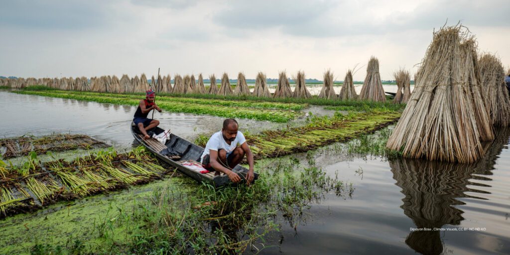 Jute farming in rural West Bengal, two men in a flooded area in a boat, harvesting jute crops and stacking them for drying. 