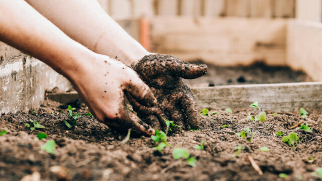 A white person is putting their hands into a trough of soil and seeds.