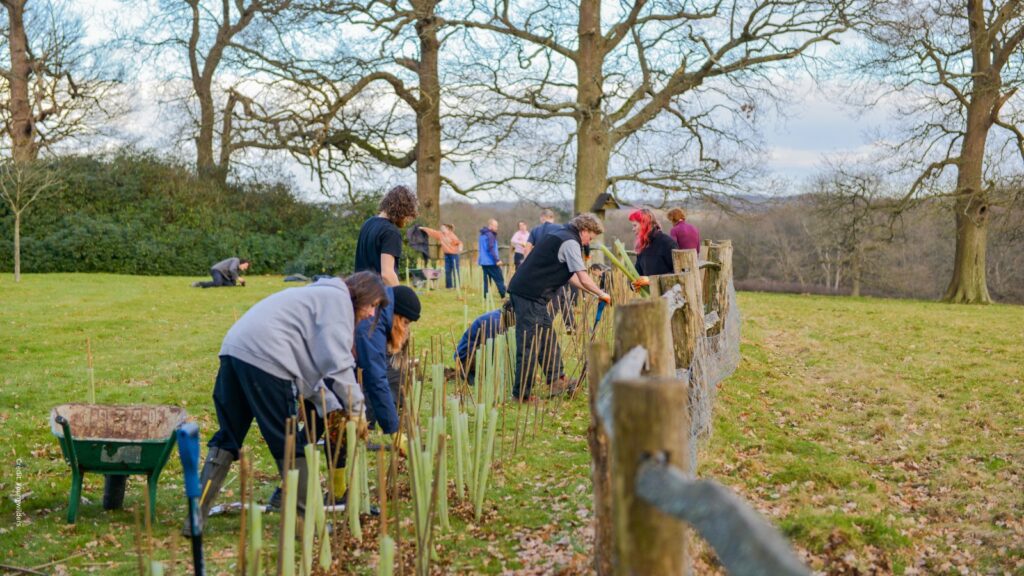 A group of young volunteers in a field with short grass on a sunnay day plant a connective hedgerow made up of 11 native tree and hedge species at Mayes Park rewilding project in Sussex.